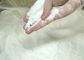 Bileşik Emulsif SP817 Fırıncılık Malzemeleri Tarafsız Kokusu Süt Tozu Tuz Şeker Fırın Tozu